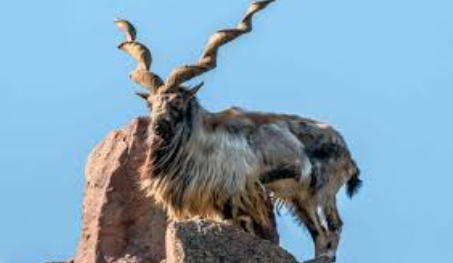 International Day of the Markhor Observed on 24 May 2025.