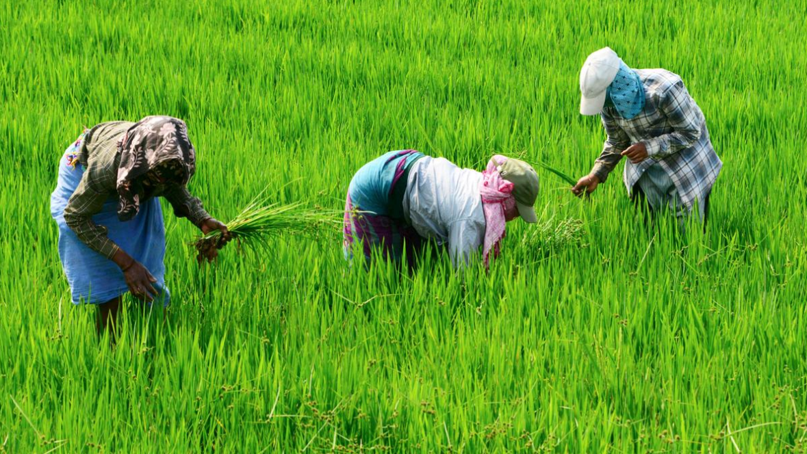 Maharashtra Government Launches 'Mahavistar App' Ahead of Kharif Season.