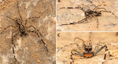 New Jumping Spider Species Spartaeus karigiri Discovered in Southern India.