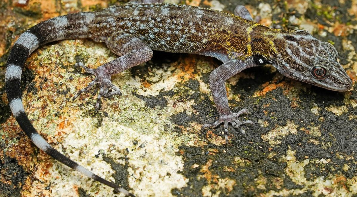 Kerala’s Periyar Tiger Reserve Survey Discovers Eight Previously Unrecorded Herpetofaunal Species.