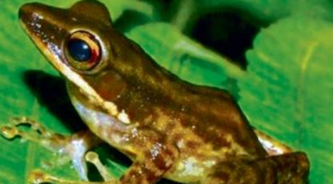 India Adds 683 Faunal Species and 433 Flora Taxa to National Biodiversity Records in 2024.