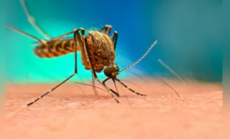 AP Launches AI-based SMoSS Initiative to Combat Mosquito-borne Diseases Across Six Cities.