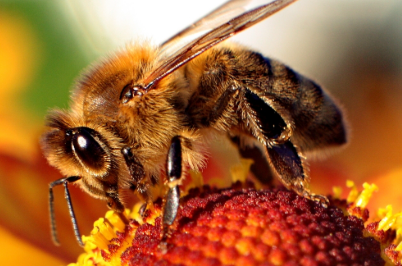 China Develops World's Lightest Mind-Controller 'Cyborg Bee' for Insect Navigation.