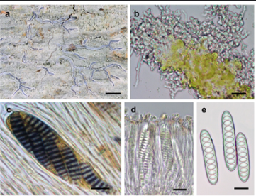 New Lichen Species Allographa effusosoredica Discovered in Western Ghats.