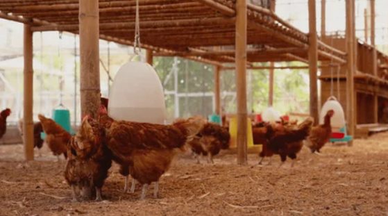 Maharashtra Becomes First Indian State to Grant Agricultural Status to Livestock & Poultry Farming.