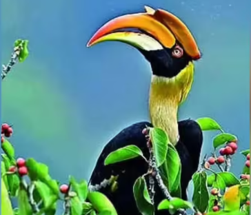 Tamil Nadu to Establish Hornbill Conservation Centre at Anamalai Tiger Reserve.