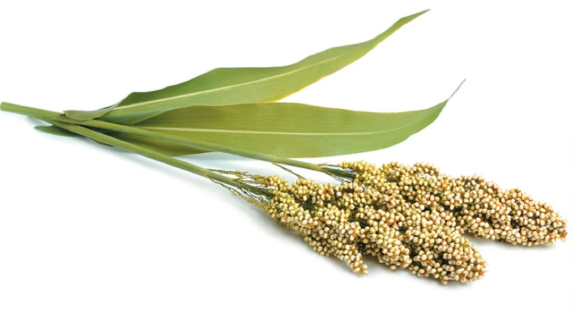 India’s Millet Standards Win Global Praise at 88th Codex Executive Committee Meet in Rome.