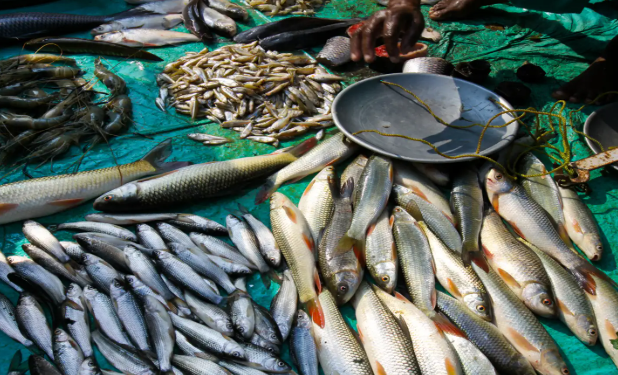 India Emerges as World’s Second-Largest Fish Producer with Nearly 8% Global Share.