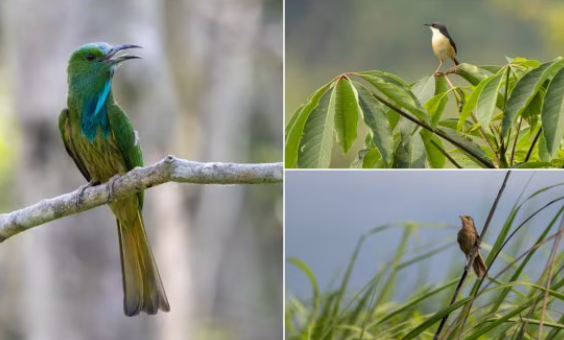 India Conducts First-Ever Grassland Bird Census at Kaziranga National Park and Records 43 Species.