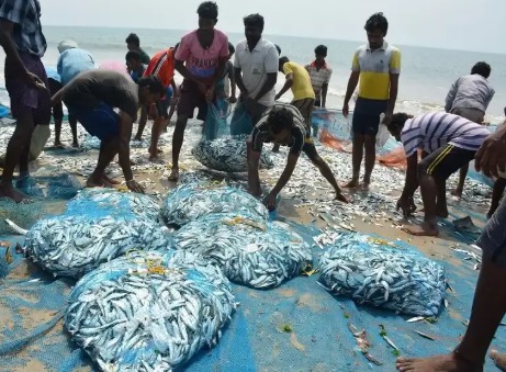 "ICAR-CMFRI Annual Report 2024: India's Marine Fish Catch Drops by 2% to 3.47 Million Tonnes and Gujarat Leads Despite 8% Decline".