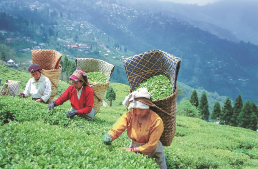 India’s Tea Production Fell 9 % in June 2025 to 133.5 Million kg Amid Weather and Pest Attacks.