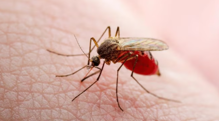 World Mosquito Day is observed on 20 August 2025.