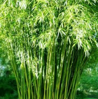 World Bamboo Day 2025 Observed on September 18.