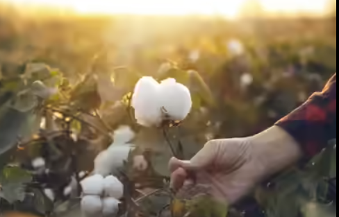 United Nations Observes World Cotton Day 2025 on 7 October Highlighting Cotton’s Role in Global Economy.