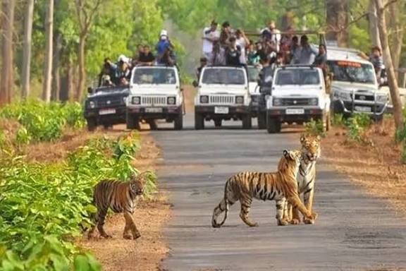 Odisha Announces World’s First "Black Tiger Safari" in Similipal.