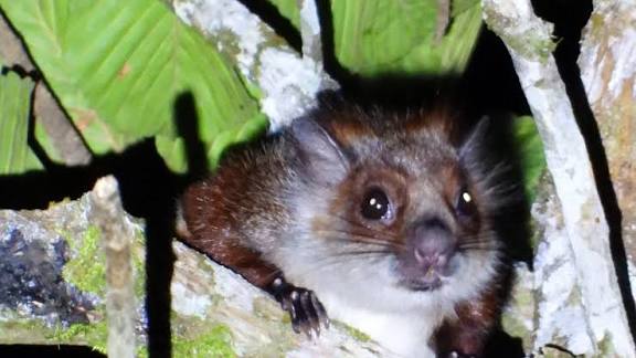 Namdapha Flying Squirrel Resurfaces in Arunachal Pradesh After 42 Years.